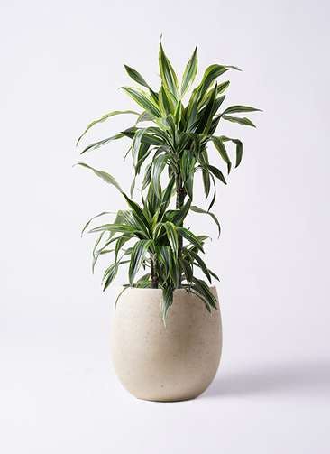 観葉植物 ドラセナ ワーネッキー レモンライム 8号 テラニアス バルーン アンティークホワイト 付き