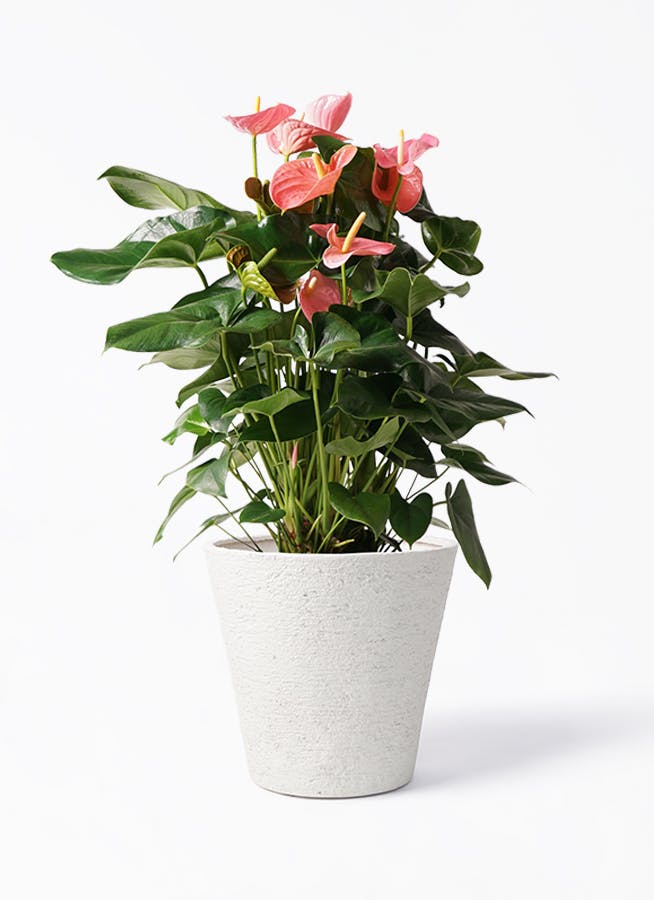 アンスリウム 10号 | 観葉植物通販HitoHana(ひとはな)