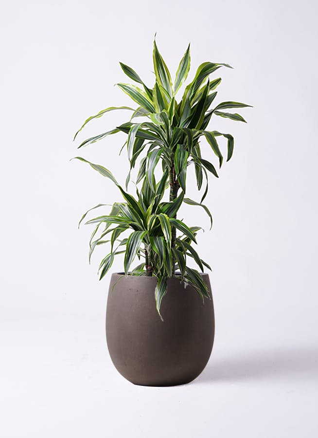 ドラセナ ワーネッキー レモンライム 8号 | 観葉植物 | インテリアや