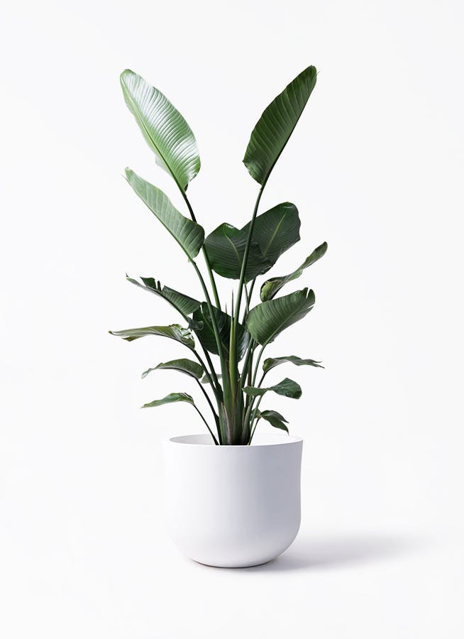 観葉植物 オーガスタ 10号 アユラニ ライレイ 付き | 観葉植物ならHitoHana(ひとはな)