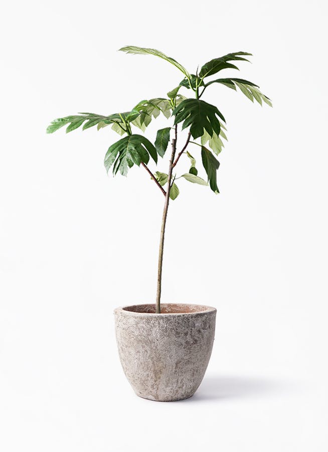 観葉植物 パンノキ 8号 アビスソニア ラウンド 付き 観葉植物ならhitohana ひとはな