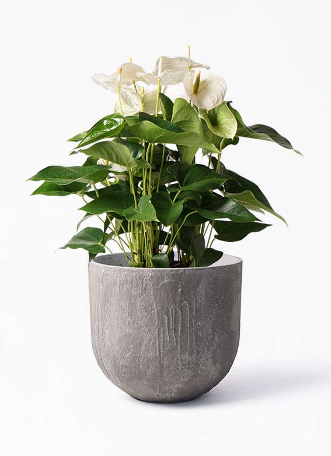 観葉植物 アンスリウム 8号 スミ バル ユーポット アンティークセメント 付き 観葉植物ならhitohana ひとはな 観葉植物 アンスリウム 8号 スミ バル ユーポット アンティークセメント 付き 観葉植物ならhitohana ひとはな
