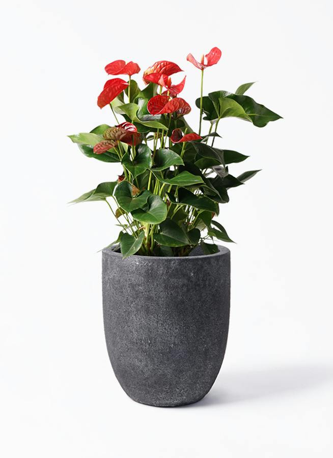 アンスリウム 8号 | 観葉植物 | 送料無料でお届け - Hitohana（ひとはな）