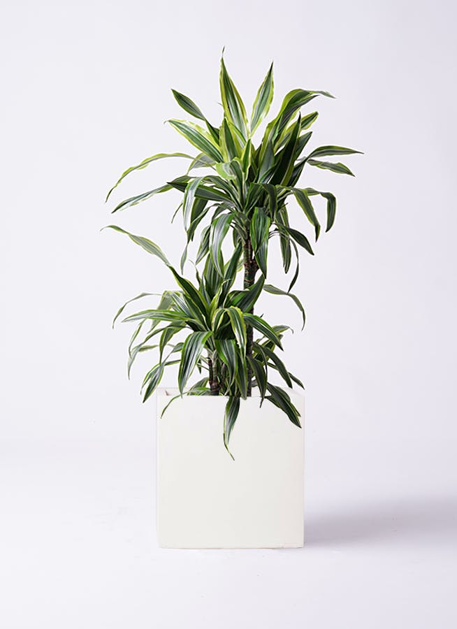 ドラセナ ワーネッキー レモンライム | 観葉植物 | インテリアやギフト