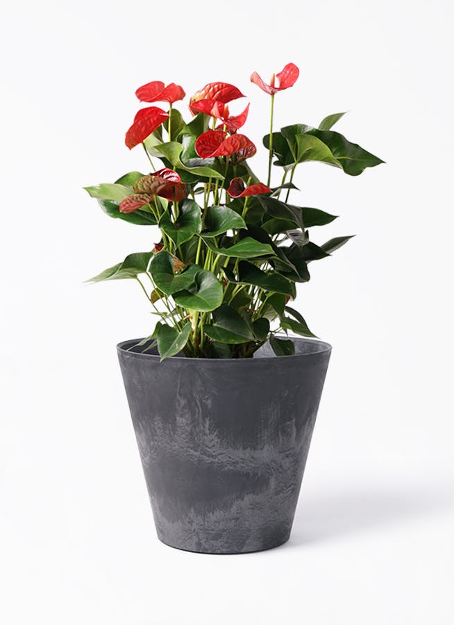 ハーバリウム  8個 アンスリウム 8号 | 観葉植物 | 送料無料でお届け - Hitohana（ひとはな）