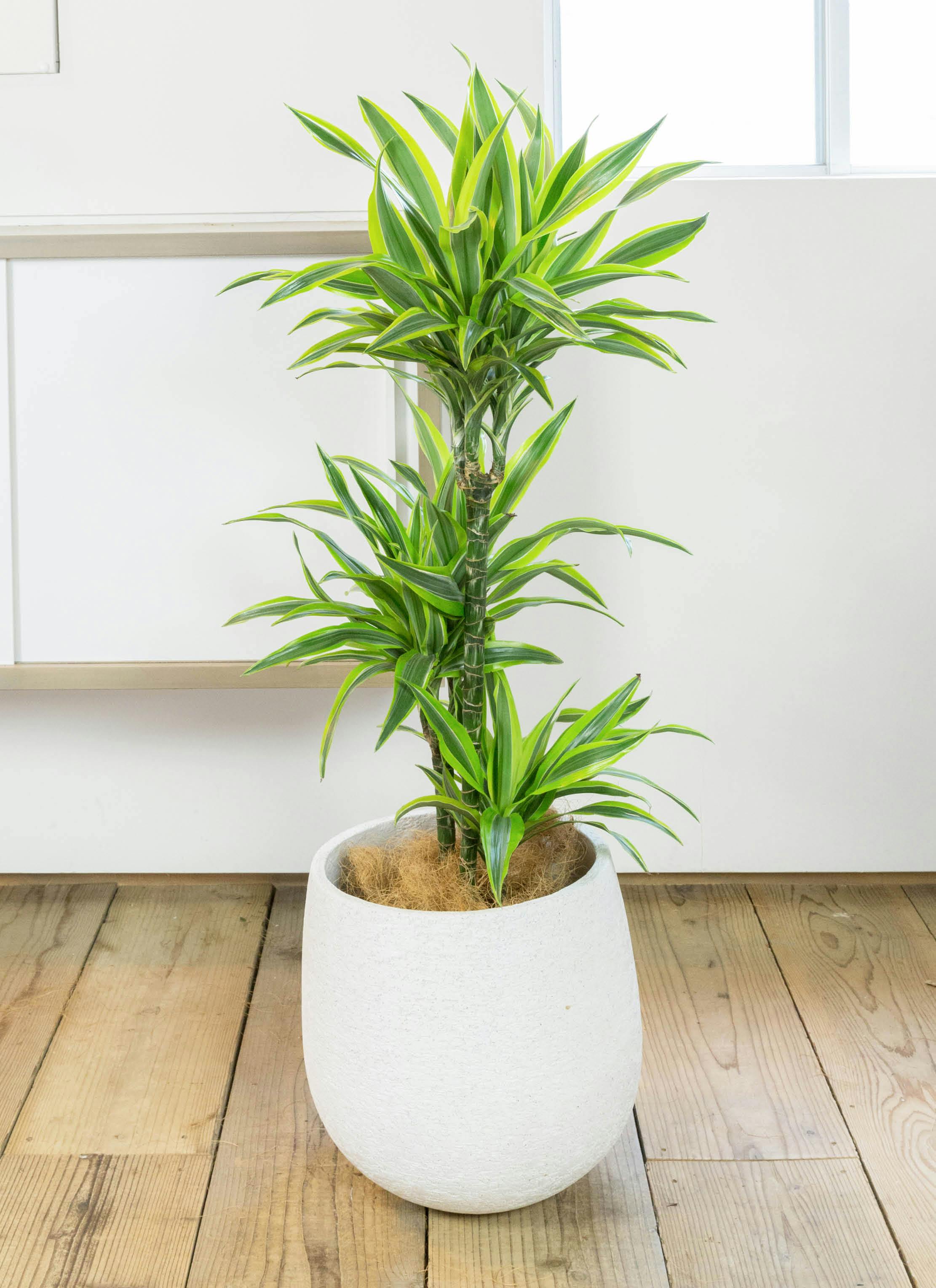 観葉植物 ドラセナ ワーネッキー レモンライム 8号 エコストーンwhite