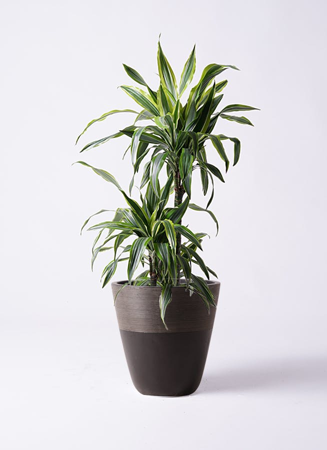 ドラセナ ワーネッキー レモンライム 8号 | 観葉植物 | インテリアや