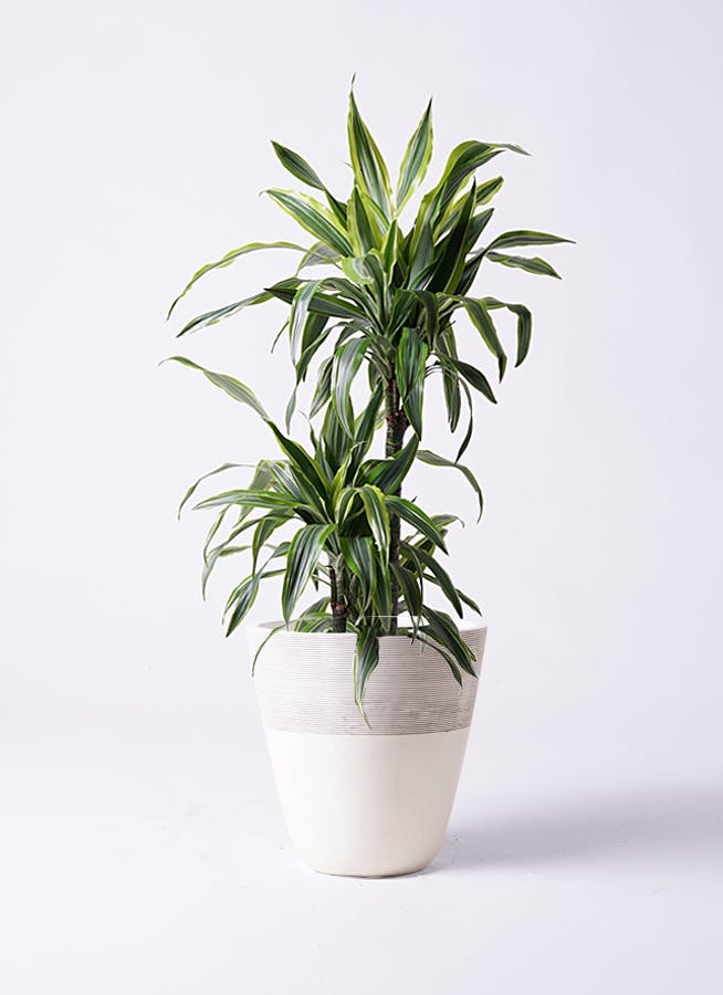 ドラセナ ワーネッキー レモンライム 8号 | 観葉植物 | インテリアや