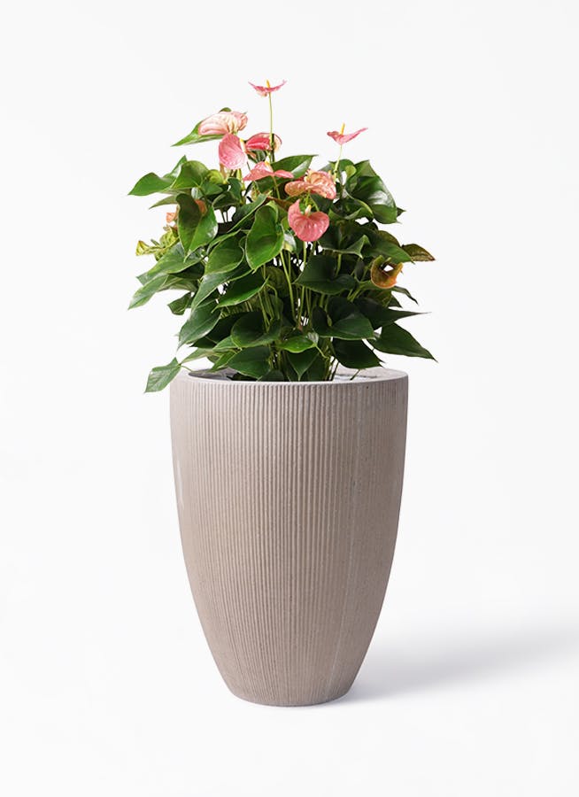 観葉植物 アンスリウム 8号 ピンク リブラ モノ ブラウン 付き 観葉植物ならhitohana ひとはな 観葉植物 アンスリウム 8号 ピンク リブラ モノ ブラウン 付き 観葉植物ならhitohana ひとはな