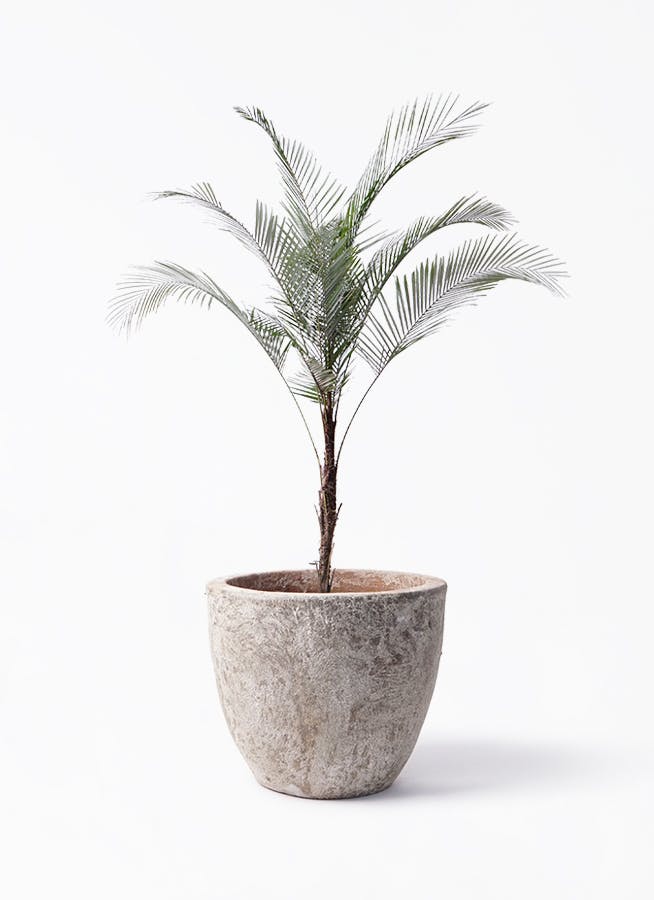 ヒメココスヤシ