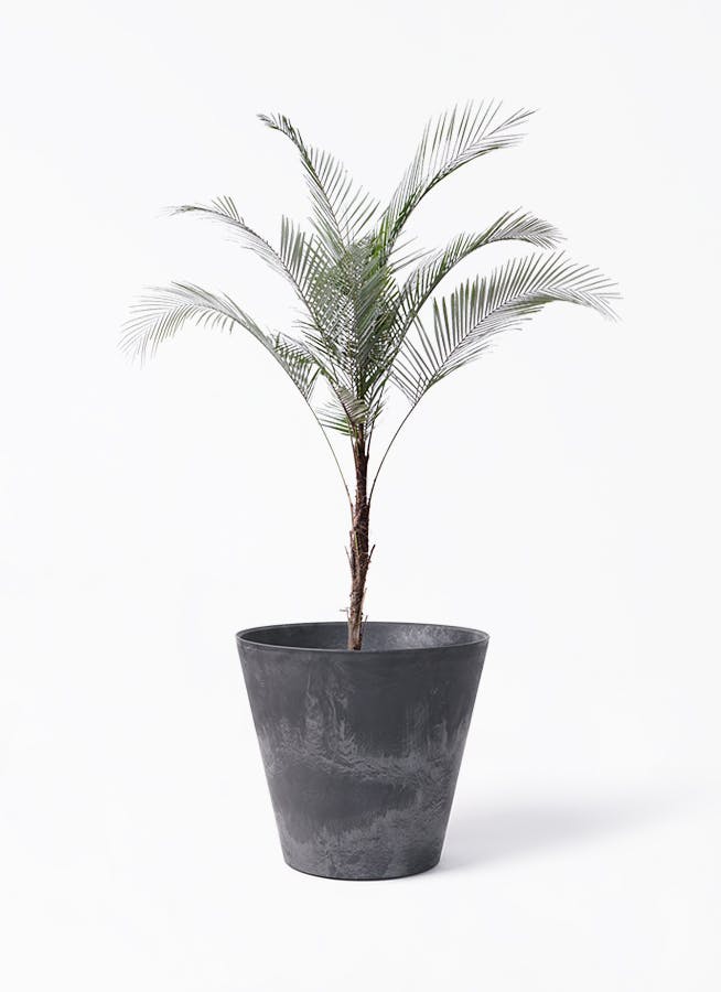 ヒメココス | 観葉植物 | インテリアやギフトに - Hitohana（ひとはな）