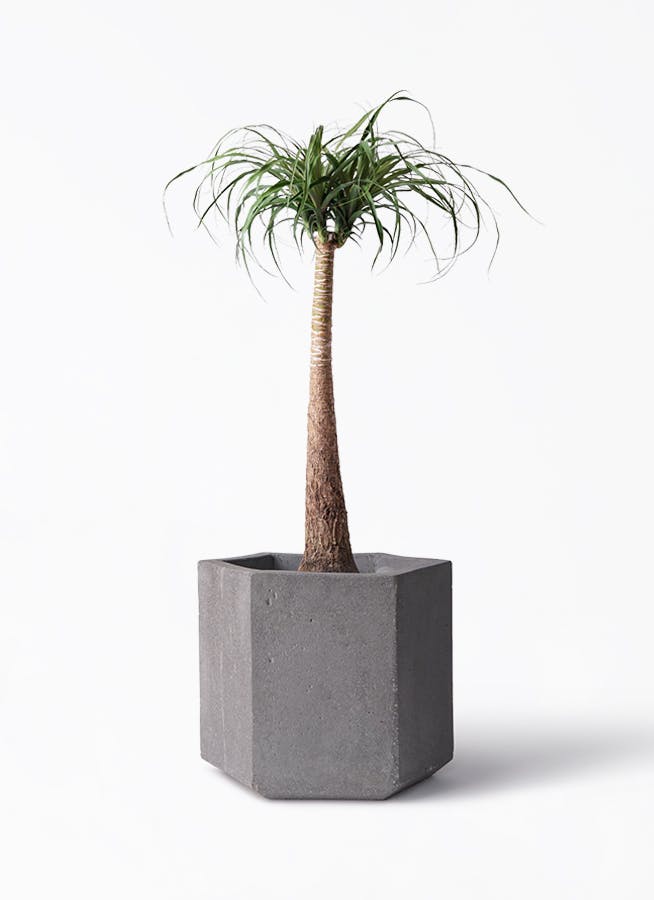 トックリラン 8号 | 観葉植物通販HitoHana(ひとはな)