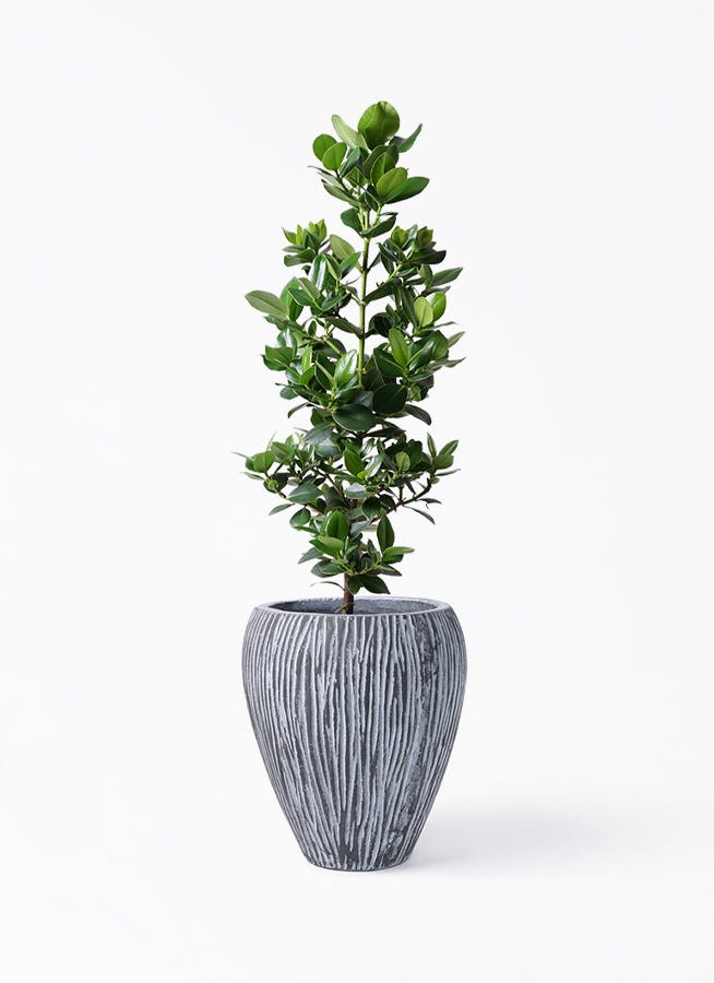 観葉植物 クルシア ロゼア プリンセス 8号 コーテス ジャー チゼル 付き | 観葉植物ならHitoHana(ひとはな)