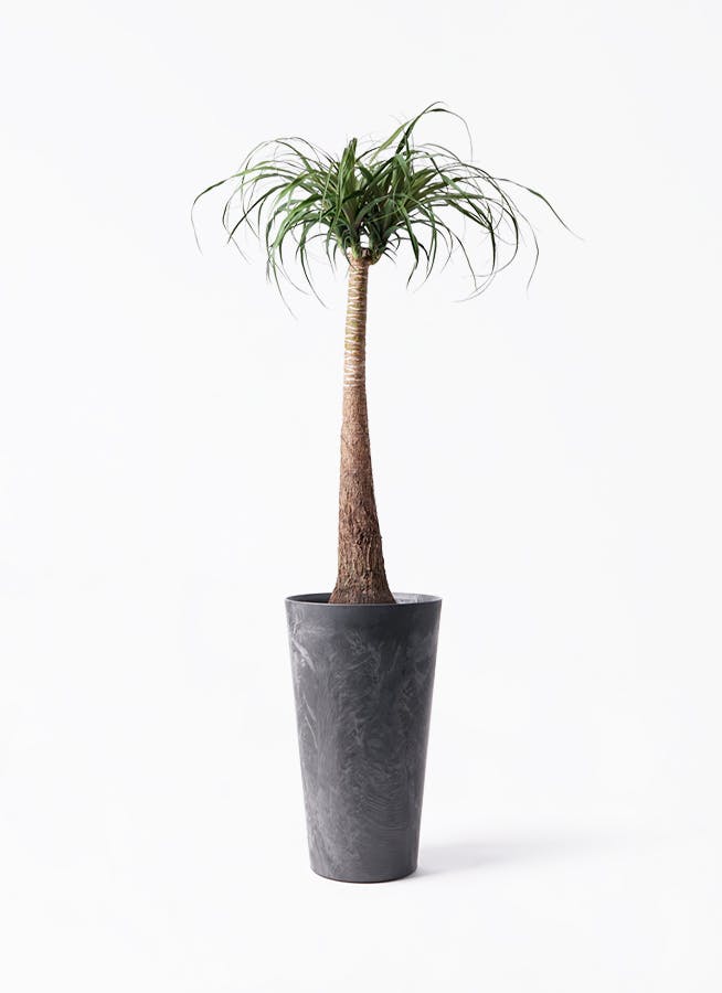 観葉植物 トックリラン ポニーテール 8号 アートストーン トール