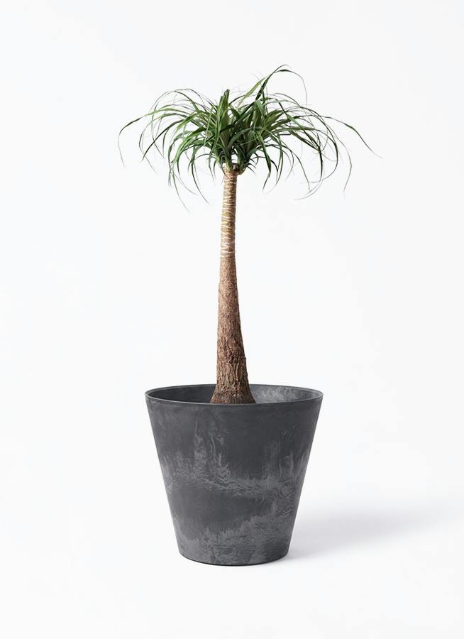 トックリラン | 観葉植物通販HitoHana(ひとはな)