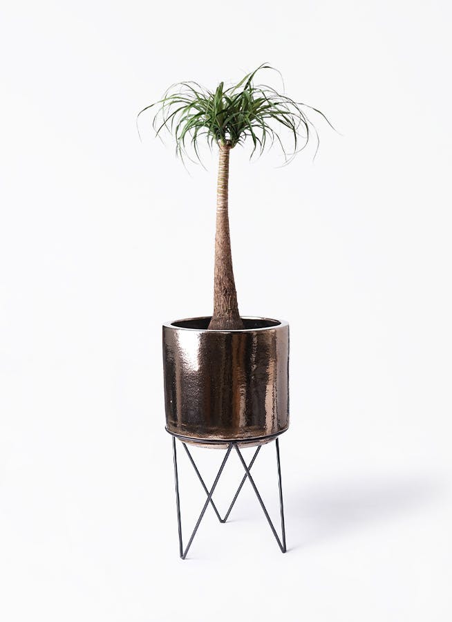 トックリラン 8号 | 観葉植物通販HitoHana(ひとはな)