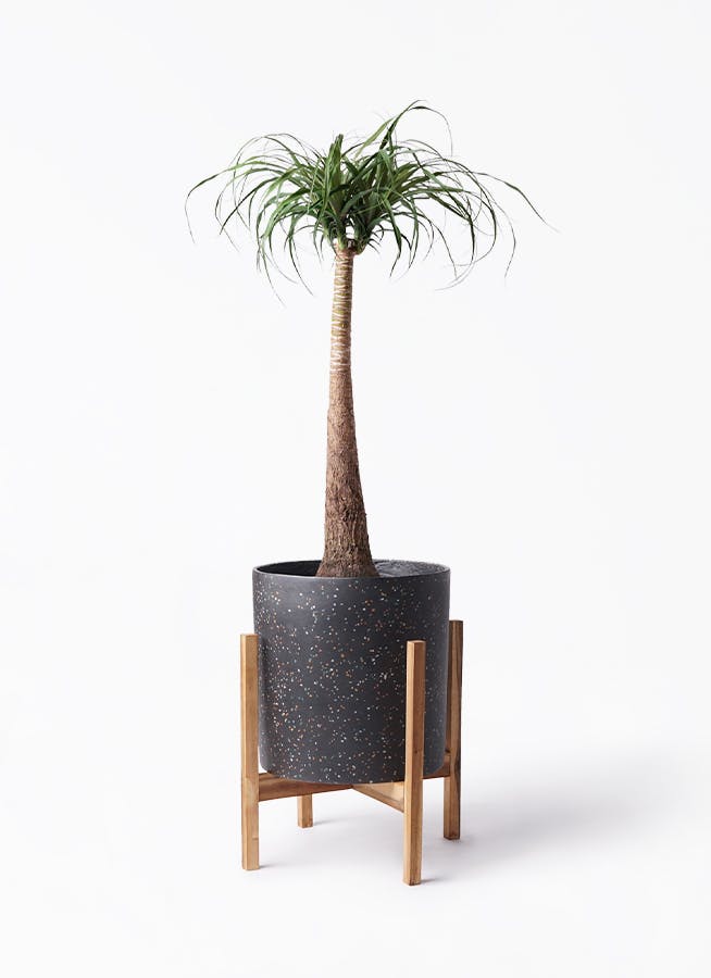 現物「トックリラン・ポニーテール」８号　Beaucarnea recurvata 51shtjjcatL._AC_UF894,