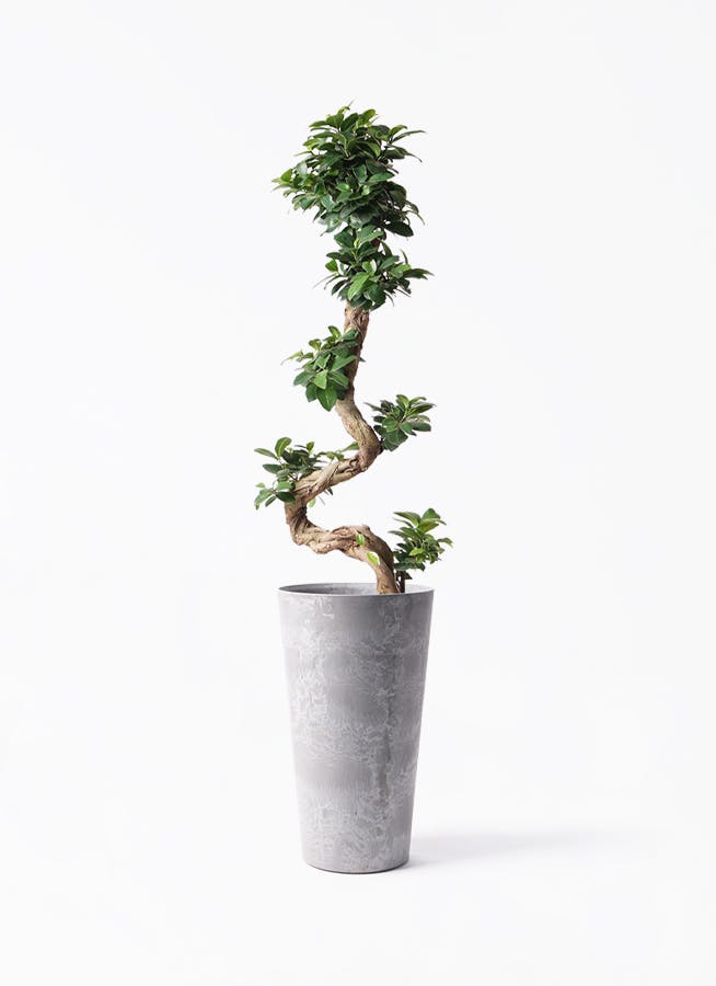 パンダガジュマル（曲がりあり）（持ち込み古い） M】パンダガジュマル 曲げ木/Ficus microcarpa Panda ※陶器鉢