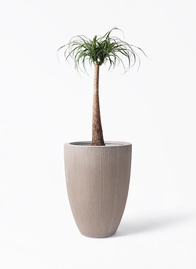 603. ポニーテール 8号鉢 124cm トックリラン 観葉植物 等しい 大型