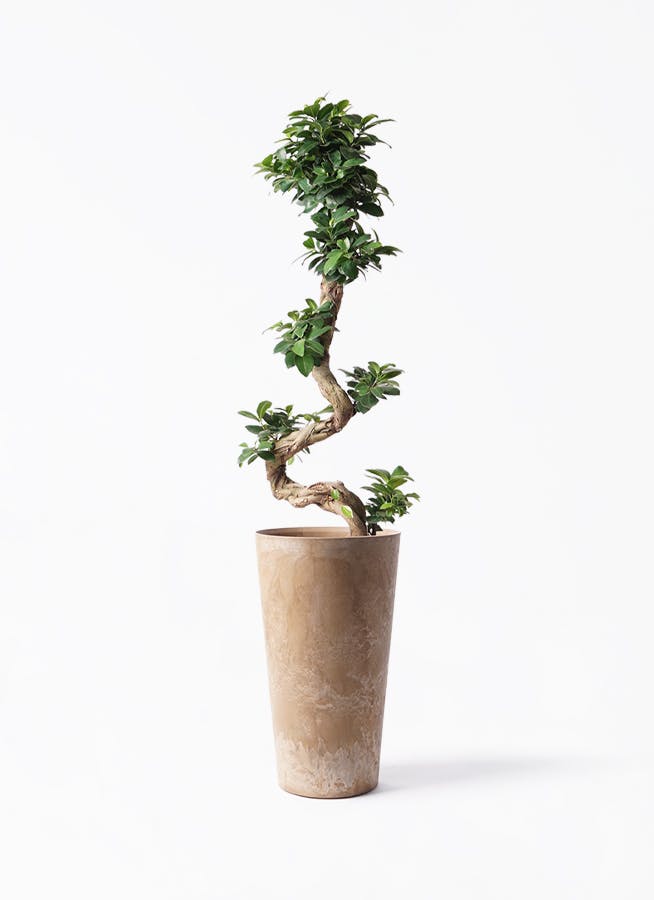 ガジュマル 曲がり | 観葉植物通販 Hitohana（ひとはな）