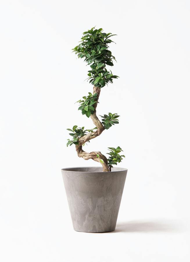 ガジュマル 大型 | 観葉植物通販HitoHana(ひとはな)