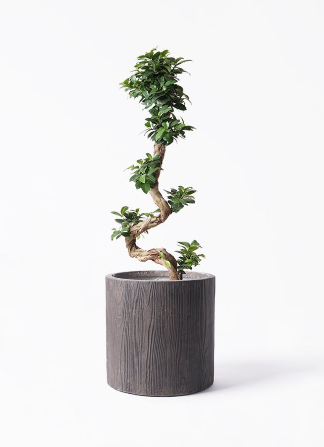 ガジュマル 曲がり | 観葉植物通販 Hitohana（ひとはな）