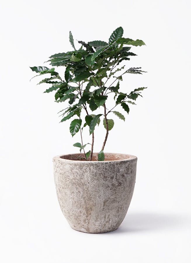 コーヒーの木 8号 | 観葉植物 | 送料無料でお届け - Hitohana