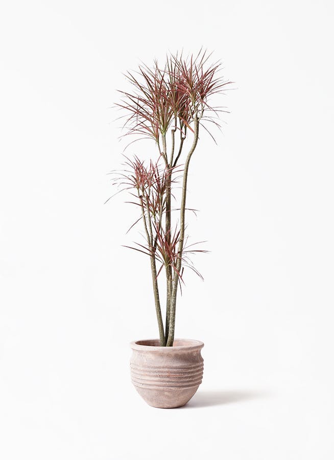 観葉植物 ドラセナ コンシンネ レインボー 8号 ストレート テラアストラ リゲル 赤茶色 付き 観葉植物ならhitohana ひとはな 観葉植物 ドラセナ コンシンネ レインボー 8号 ストレート テラアストラ リゲル 赤茶色 付き 観葉植物ならhitohana ひとはな