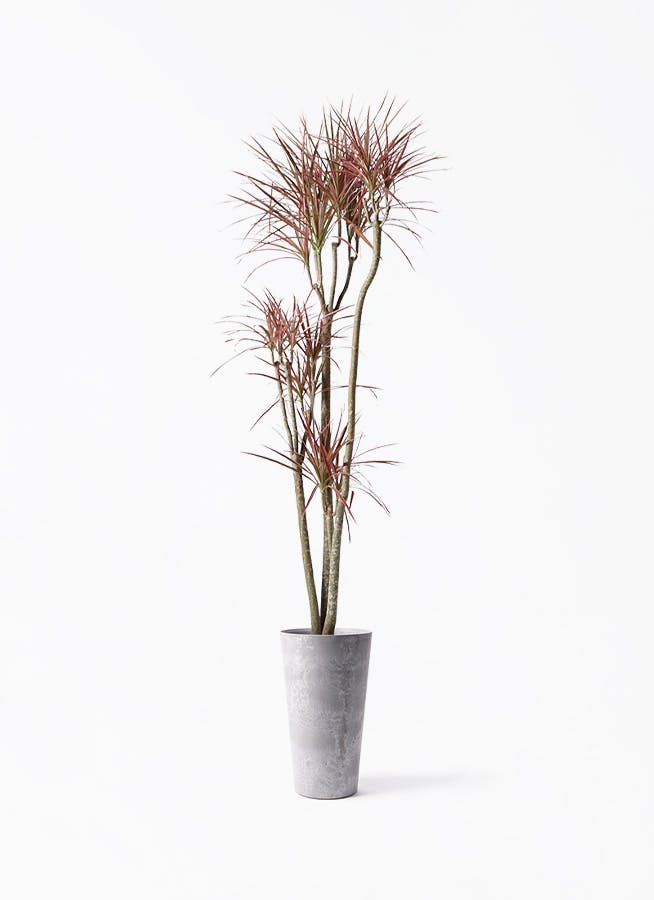 現品 ドラセナ コンシンネ レインボー 33番 観葉植物 特大 インテリア