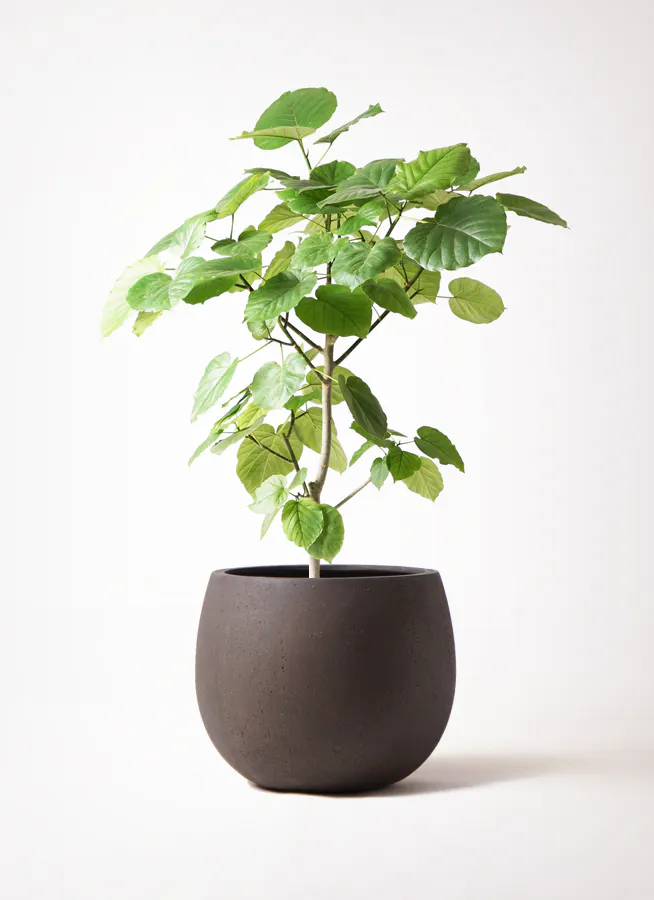 フィカス ウンベラータ | 観葉植物通販 HitoHana