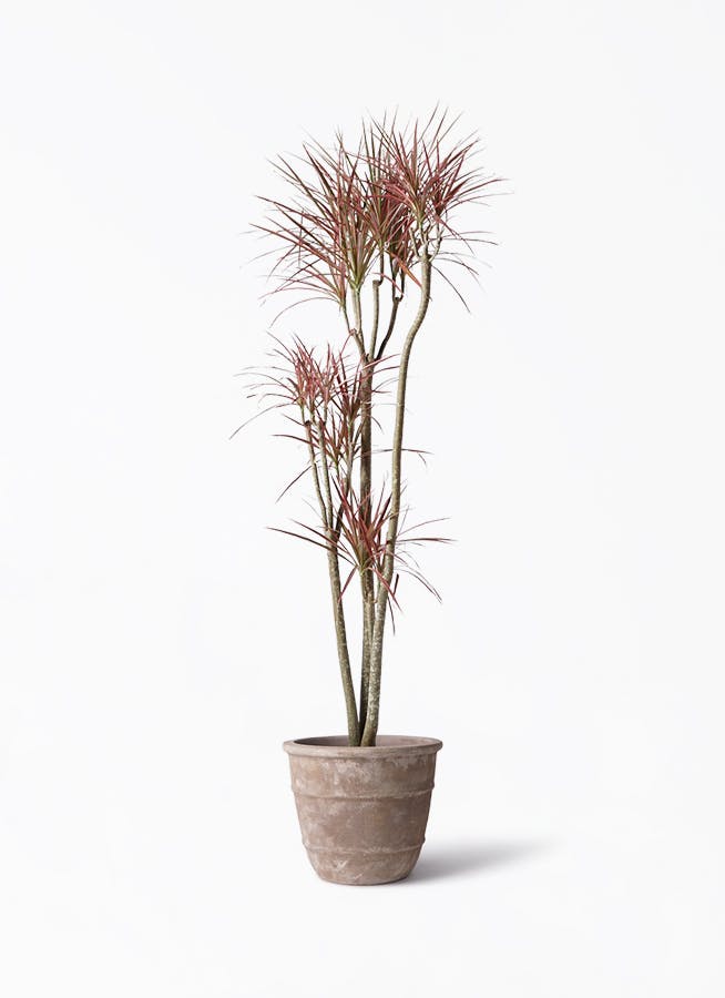 ドラセナ コンシンネ レインボー | 観葉植物通販HitoHana(ひとはな)