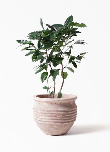 観葉植物 コーヒーの木 8号 テラアストラ リゲル 赤茶色 付き