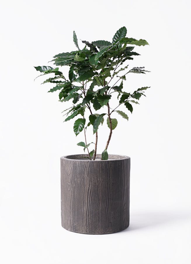 【大型】コーヒーの木・8号鉢9/6画像追加約110cm コーヒーの木 8号 陶器鉢 通販 販売｜観葉植物のブルーミング