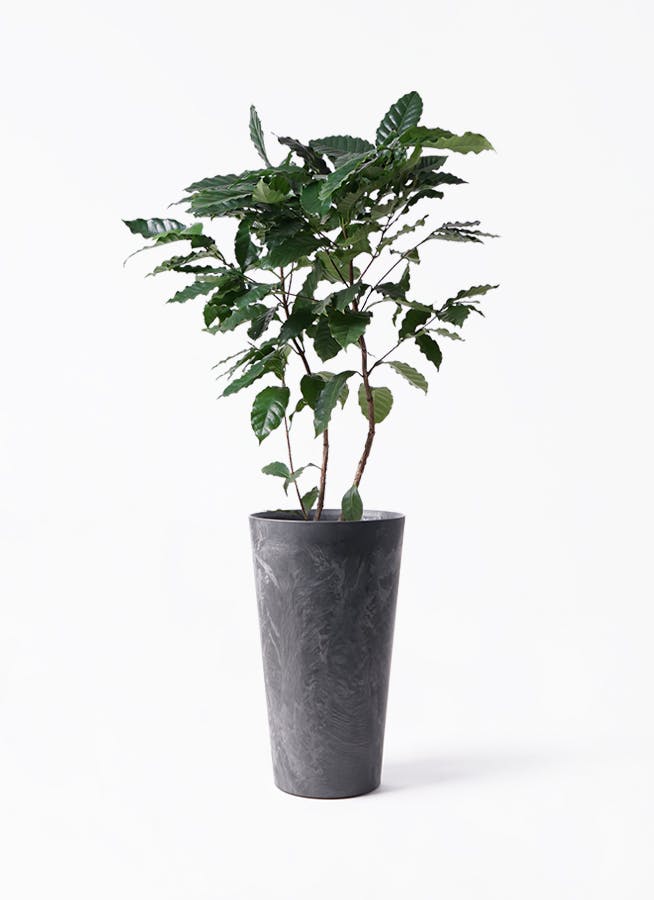 【大型】コーヒーの木・8号鉢8/15画像追加2枚目約1m コーヒーの木 8号 | 観葉植物 | 送料無料でお届け - Hitohana（ひとはな）