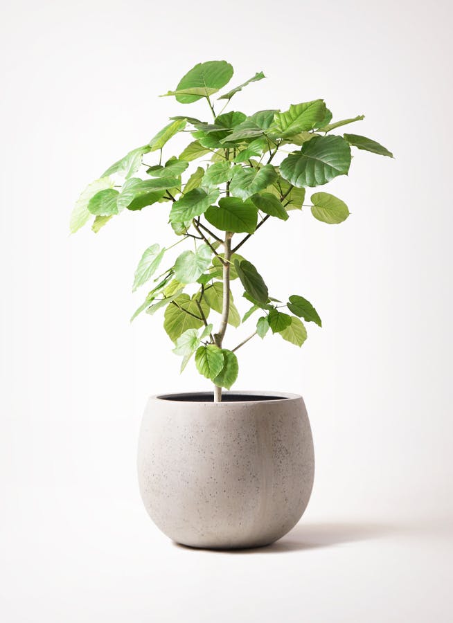 受け皿付きフィカス ウンベラータ8号spiral tree form cement pot