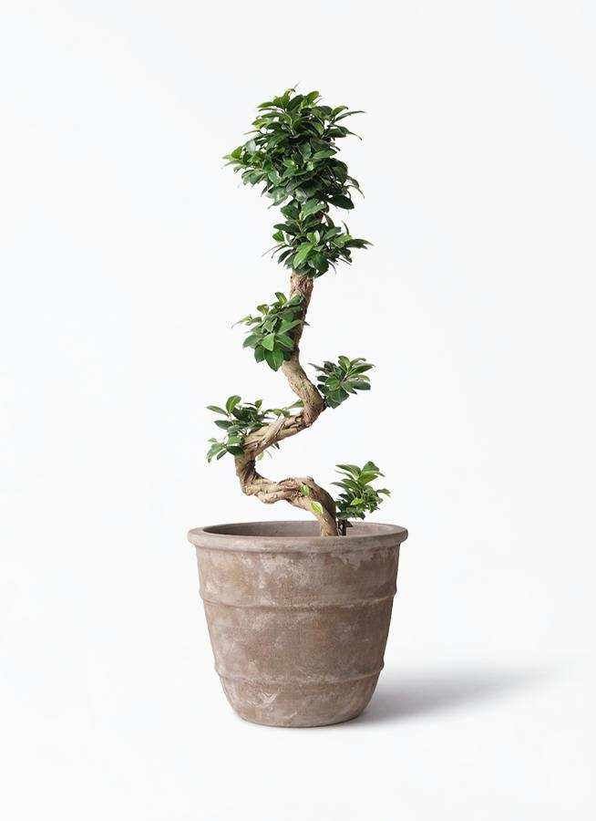 ガジュマル | 観葉植物通販 HitoHana（ひとはな）