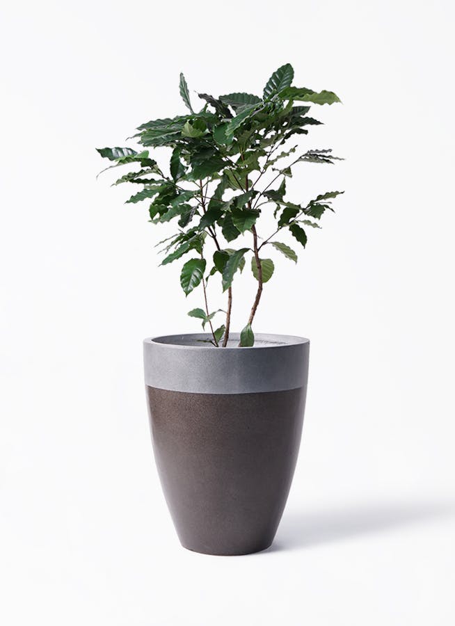 コーヒーの木 約140 cm 8号鉢 観葉植物 コーヒーの木 8号 ブリティッシュキューブ 付き | 観葉