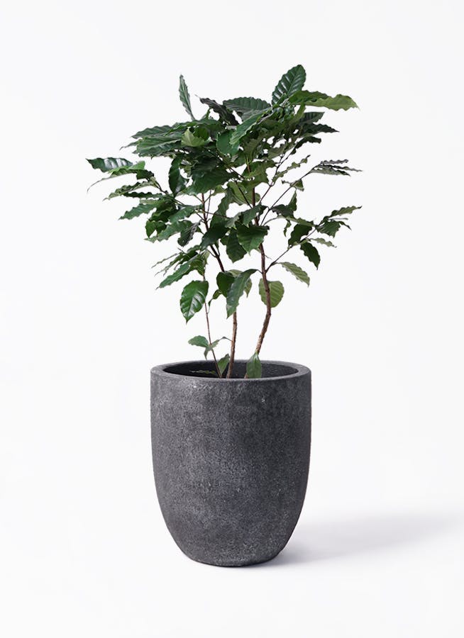 【大型】コーヒーの木・8号鉢8/15画像追加2枚目約1m 大型】コーヒーの木・8号鉢8/15画像追加2枚目約1m