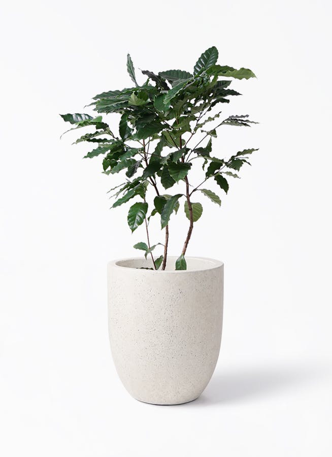 コーヒーの木 8号 | 観葉植物 | 送料無料でお届け - Hitohana（ひとはな）