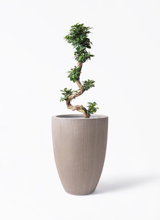 ガジュマル 曲がり | 観葉植物通販 Hitohana（ひとはな）