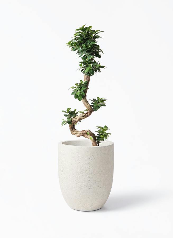 ガジュマル | 観葉植物通販 HitoHana（ひとはな）