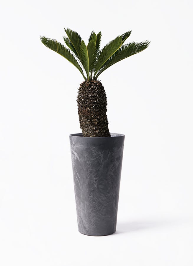 ソテツ 8号 | 観葉植物 | インテリアやギフトに - Hitohana（ひとはな）