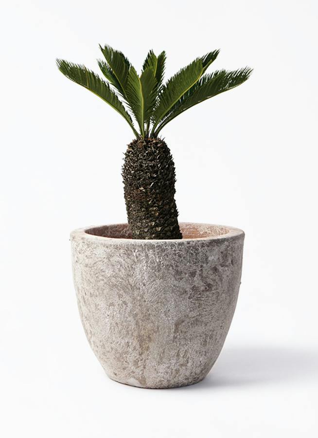 ソテツ | 観葉植物の通販ならHitoHana（ひとはな）