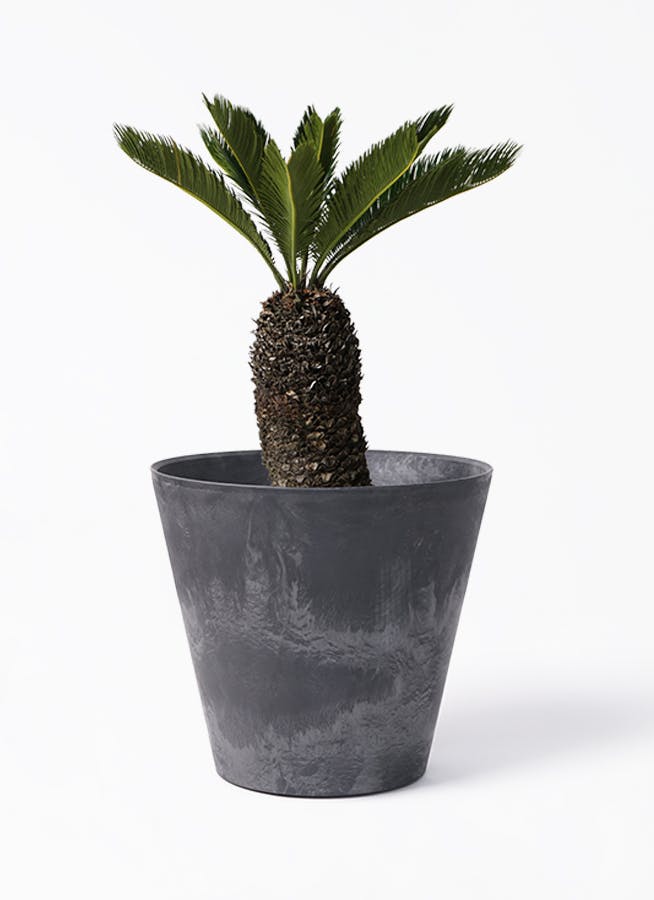 ソテツ 8号 | 観葉植物 | インテリアやギフトに - Hitohana（ひとはな）