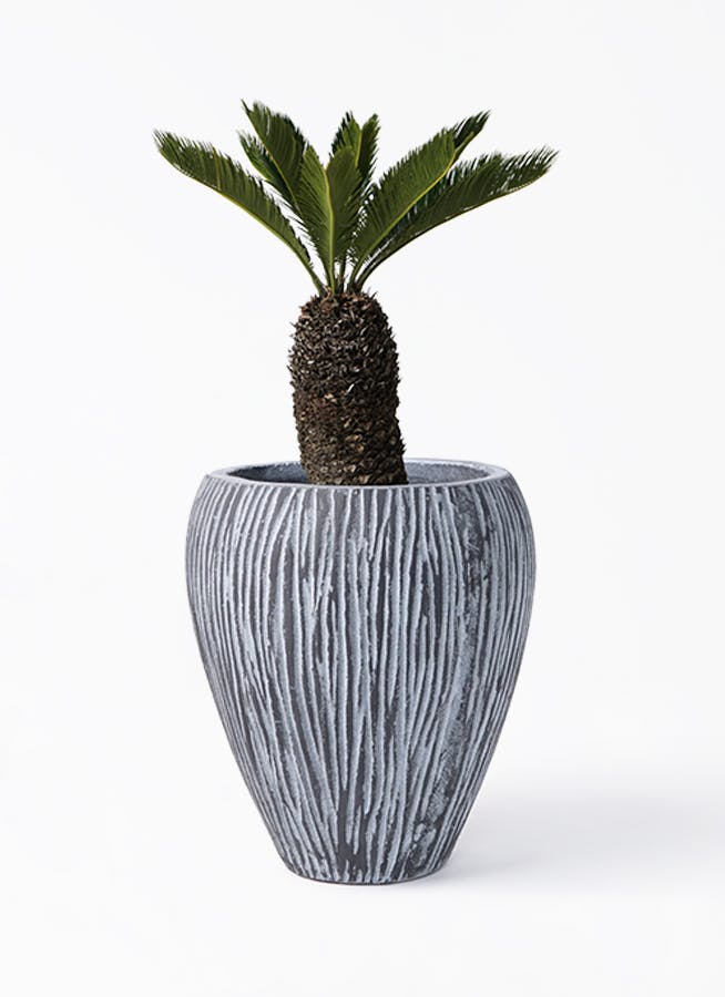 ソテツを価格(値段別)に選ぶ | HitoHana（ひとはな）