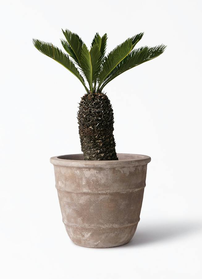 ソテツ 8号 | 観葉植物 | インテリアやギフトに - Hitohana（ひとはな）