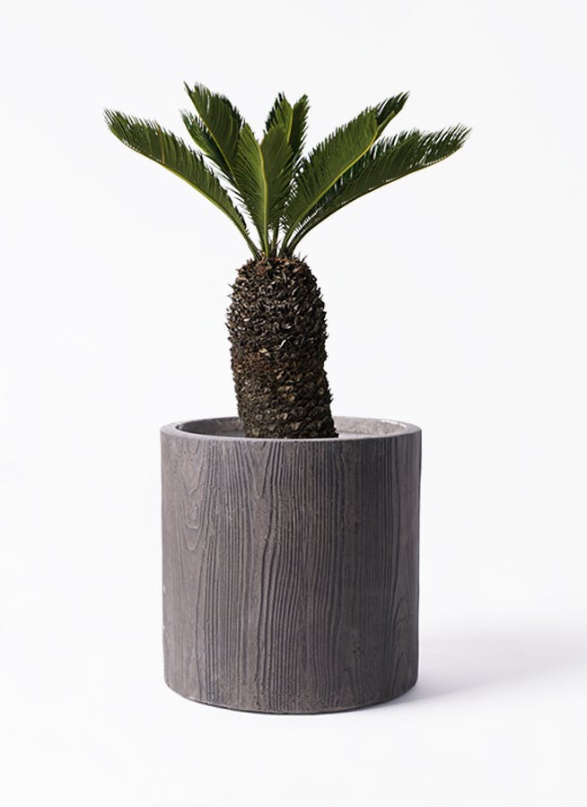 ソテツ 8号 | 観葉植物 | インテリアやギフトに - Hitohana（ひとはな）