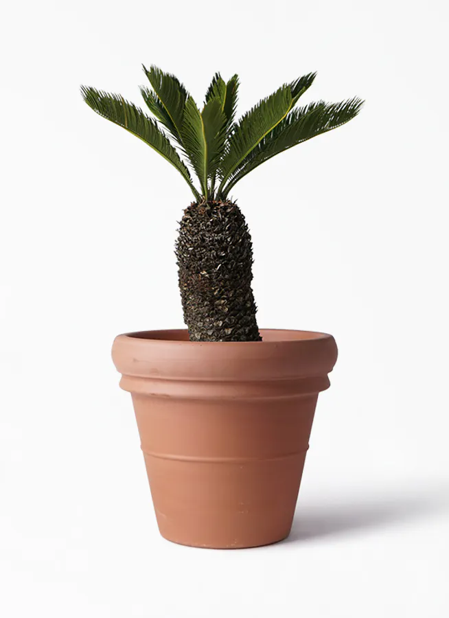 観葉植物 ソテツ 8号 トスカーナ リムポット 付き 観葉植物ならhitohana ひとはな