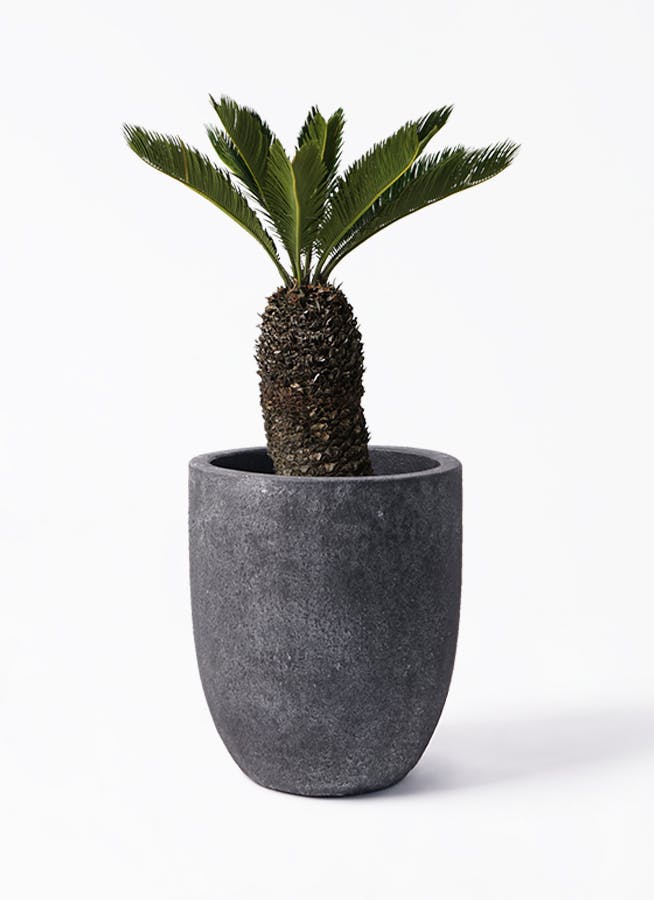 ソテツ盆栽8号陶器鉢つき多頭❗