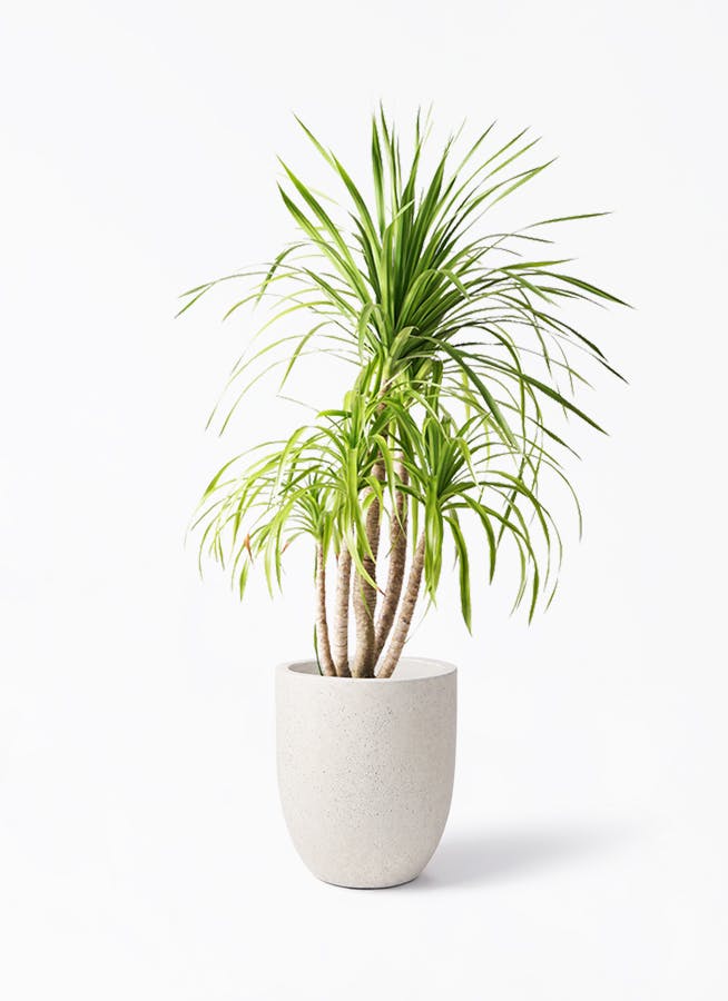 観葉植物 ドラセナ カンボジアーナ 8号 フォリオアルトエッグ